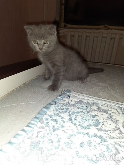 Британская вислоухая кошка