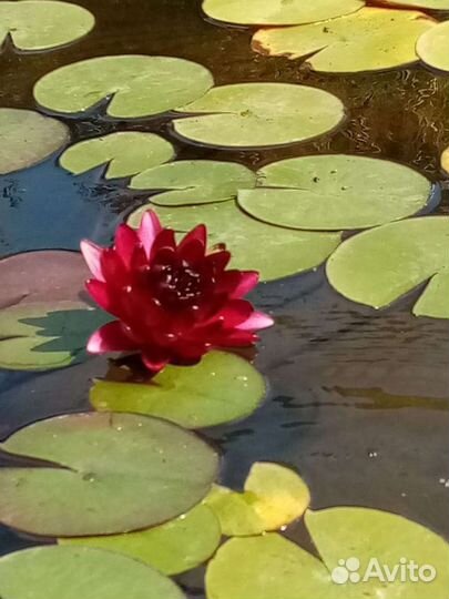 Растения для пруда