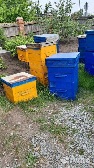 Продам Пасеку/Пчеловодство/Пчелы