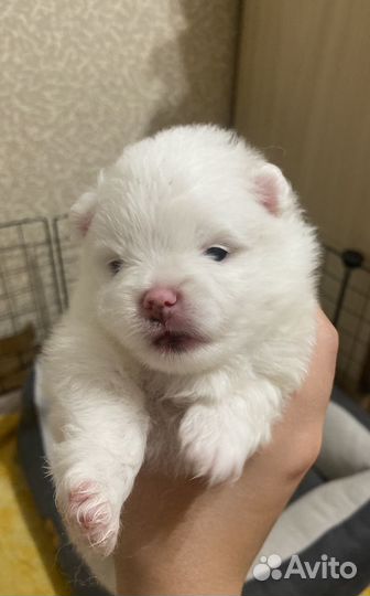 Шпиц мини мишка