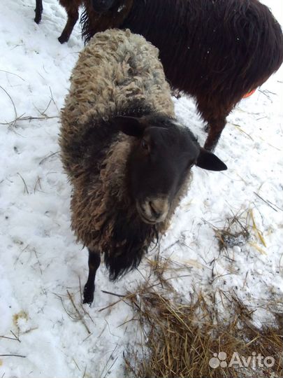 Продам барашка