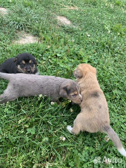 Щенки