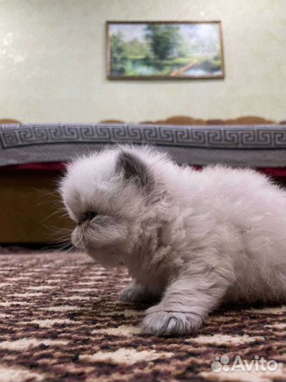 Продам котенка