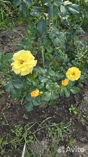 Розы садовые