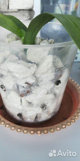 Грунт для орхидей