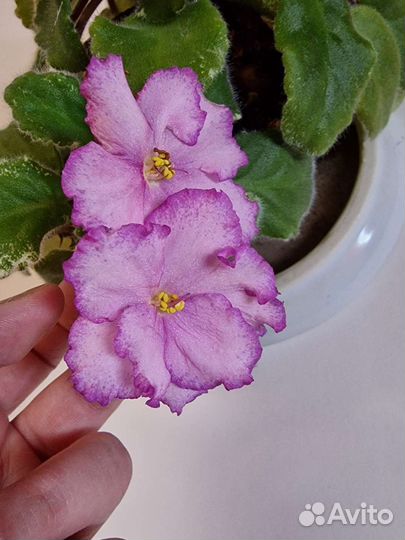 Фиалка взрослая