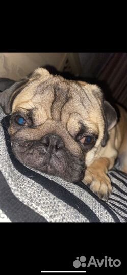 Мопс мальчик вязка