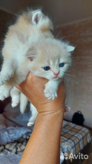 Британская короткошерстная кошка