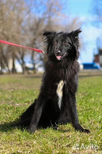 Пушистый песик живет в приюте
