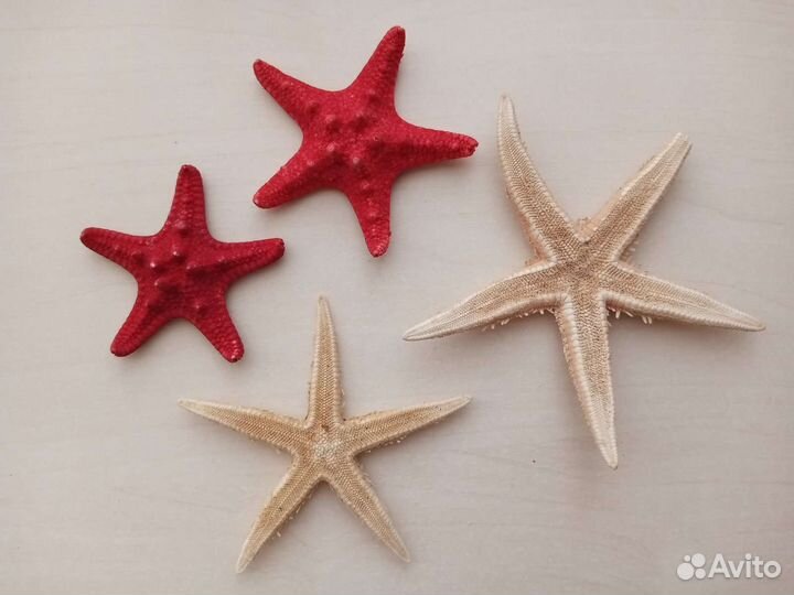 Морские звёздочки