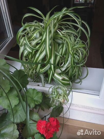 Хлоррофитум Бонни(кудрявый)хохлатый