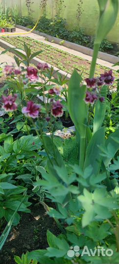 Многолетники