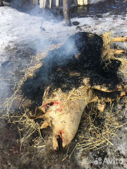 Мясо свинина