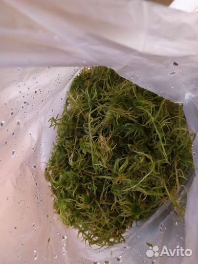 Мох сфагнум свежий
