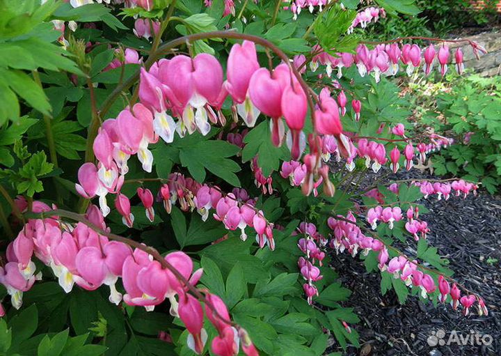 Многолетние цветы из сада