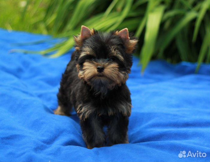 Йоркширский терьер