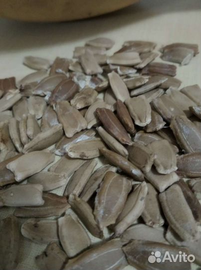 Семена лагенарии