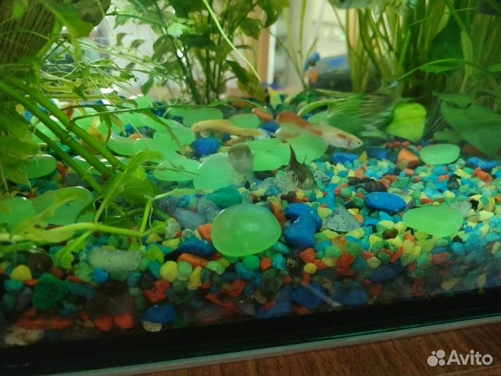 Водоросли для аквариума и рыбки