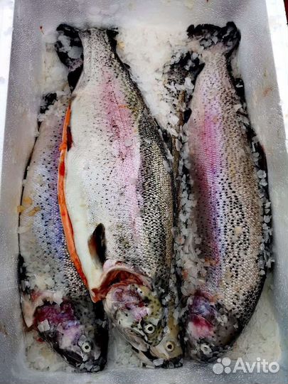 Форель охлажденная