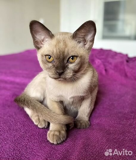 Котята Европейской Бурмы (Бурманские)