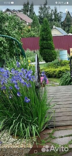 Многолетние цветы