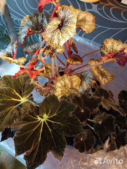 Бегония декоративно лиственная