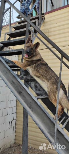 Дрессировка собак норматив ноузворк и выборка