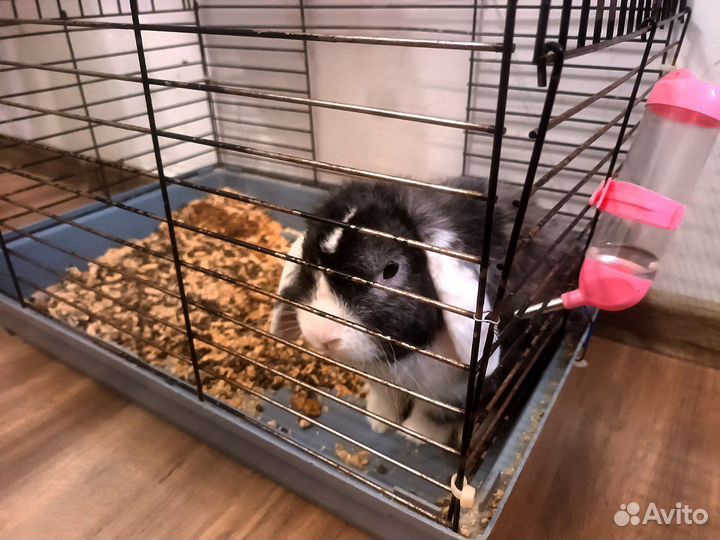 Декоративный кролик