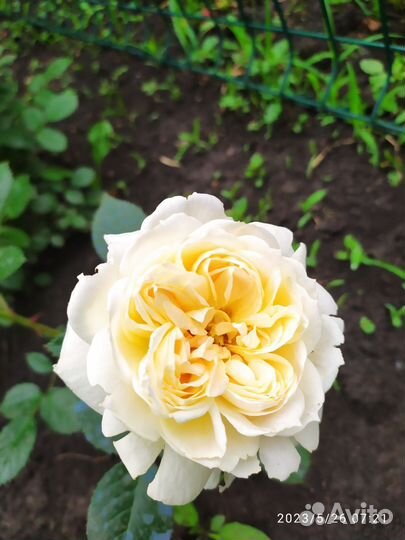 Розы плетистые бежевые