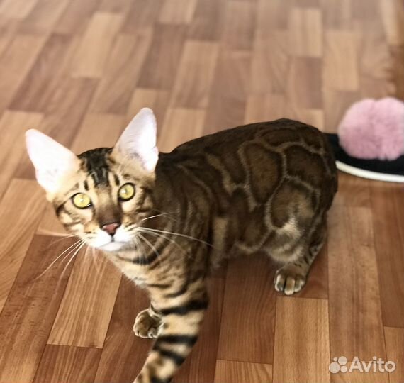 Молодой котик с отличой родословной