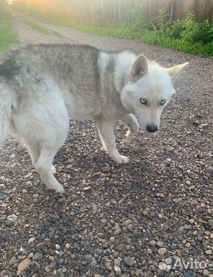 Собака хаски