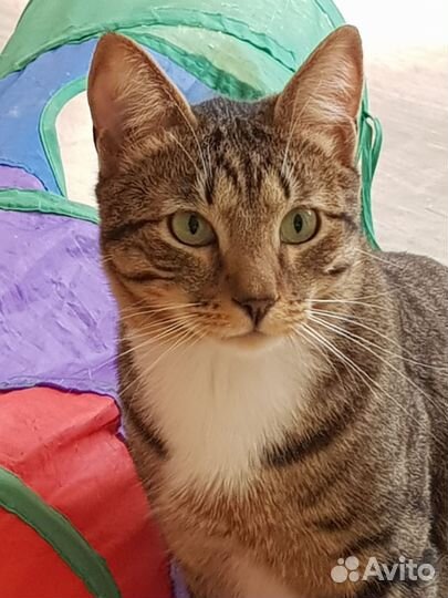 Котик подросток. Сложная судьба. В добрые руки