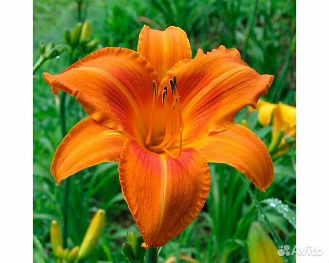 Лилейник Rocket City