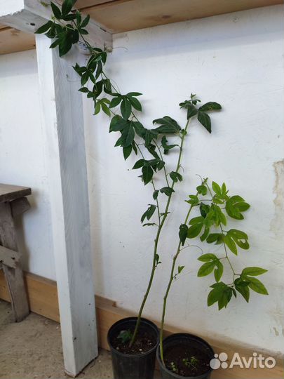 Саженцы Маракуйи, Банана, Инжир, гранат и тд