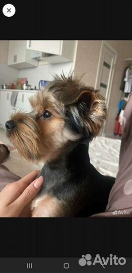 Йоркширский терьер