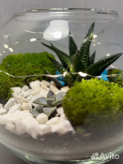 Флорариум с мхом