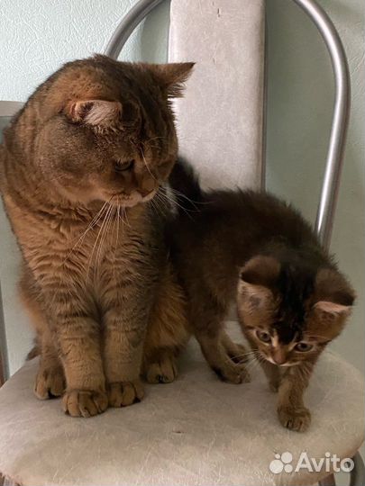 Золотые котята