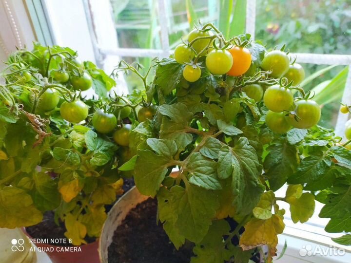 Рассада помидор помидоры