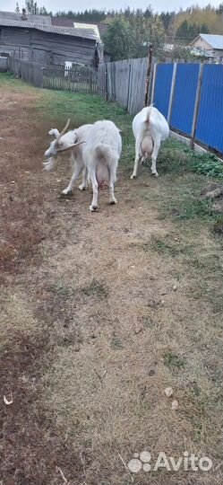 Коза дойная