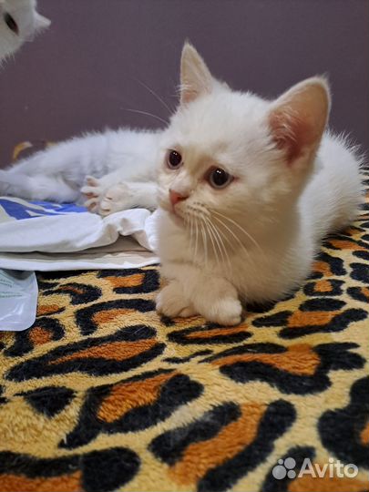 Котятки шотландцы
