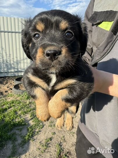 Той-терьер щенок девочка