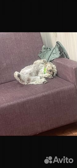 Кобель вязка Мальтипу F1