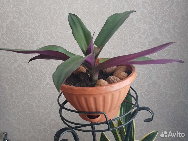 Комнатные цветы