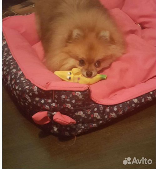 Девочка ищет новый дом