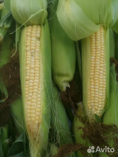 Кукуруза в початках