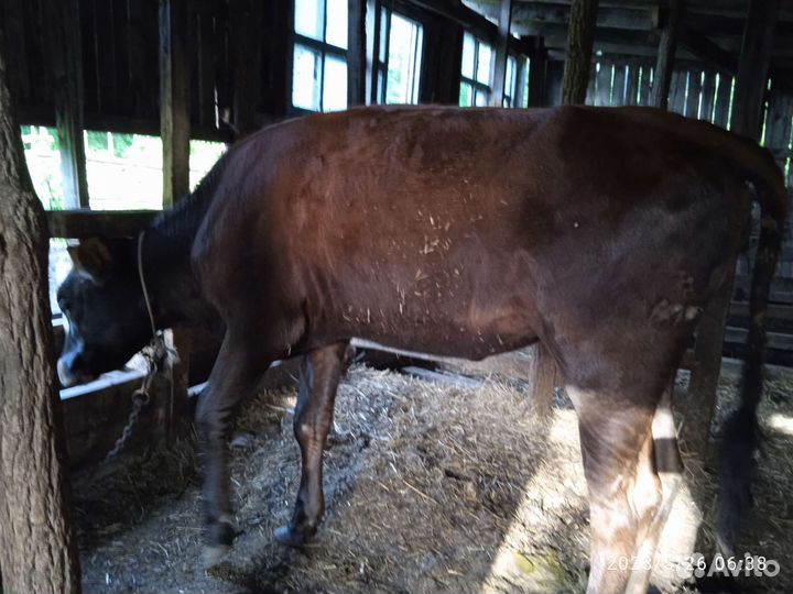 Корова с телятоми продается