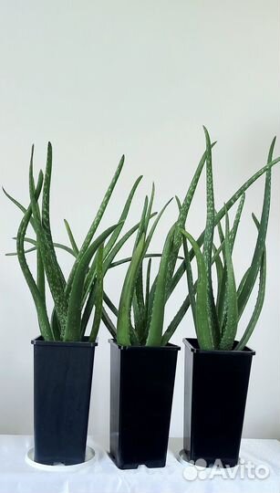 Алоэ вера, столетник амазонская лилия спатифиллиум