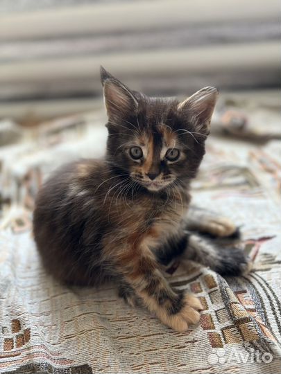 Котята мейн-куны