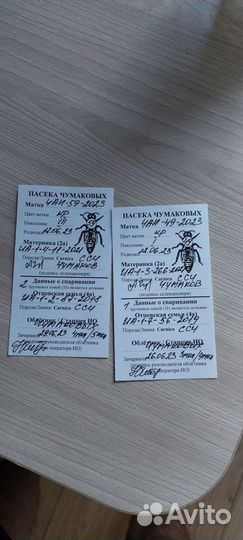 Пчеломатки Карника Бакфаст