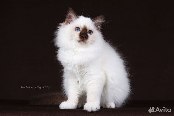 Котята породы Священная Бирма